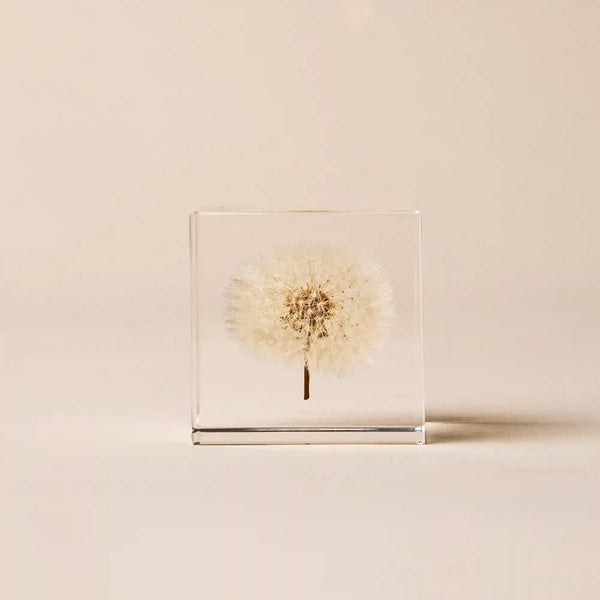 Sola Cube